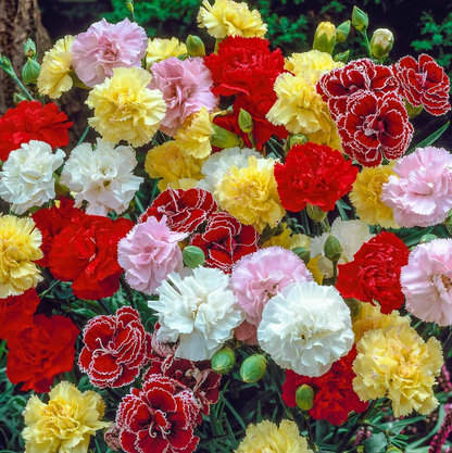 Double Carnation Seeds Mixed Color