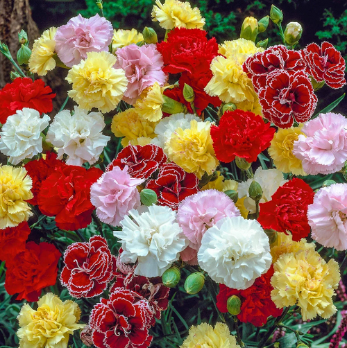 Double Carnation Seeds Mixed Color