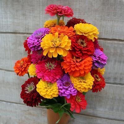 🌸 Fast-growing Blooms All Season - Zinnia Seeds Mix
