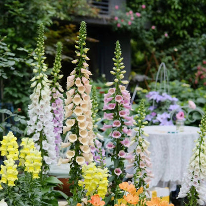 Premium Giant Foxglove Seeds — Easy to Grow Perennial