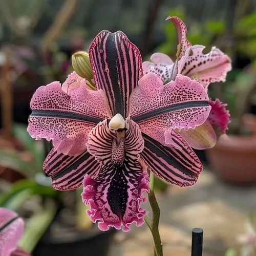 🔥[Limited Time Sale]🌺Iris Bulbs - Rare Species(#12)