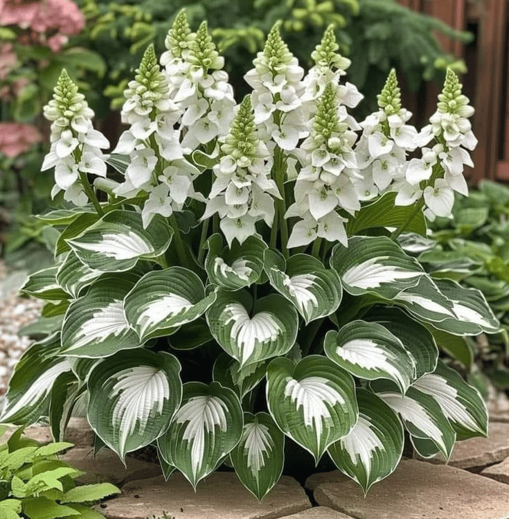 🌿 Midnight Blue Hosta Bulbs – Rare Deep-Toned Foliage for Shady Garden Spaces