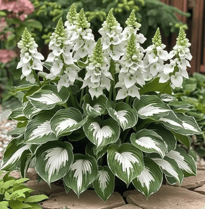 🌿 Midnight Blue Hosta Bulbs – Rare Deep-Toned Foliage for Shady Garden Spaces