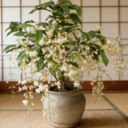 🌸 Midnight Perfume Weeping Jasmine Seeds🌸