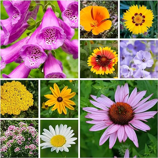All Perennial Flower Seeds Mix