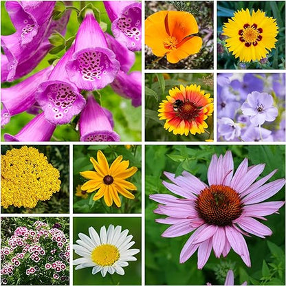 All Perennial Flower Seeds Mix