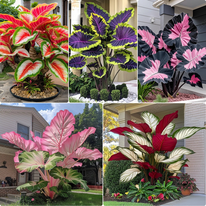Royal Blue - Giant Caladium Bulbs