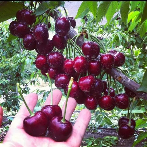Rainier Cherry Fruit Seeds-Big Fruits, High Yield, Pure Sweetness