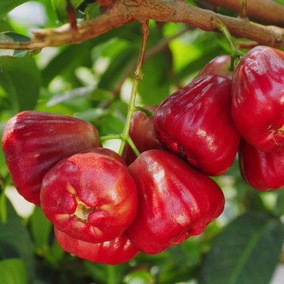 Wax-apple Fruit Seeds 100% Germination Rate
