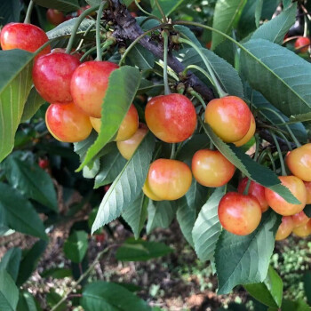 Golden Cherry Seeds