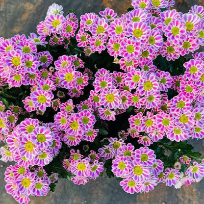 Bellis Perennis 'Mini Daisy' Seeds