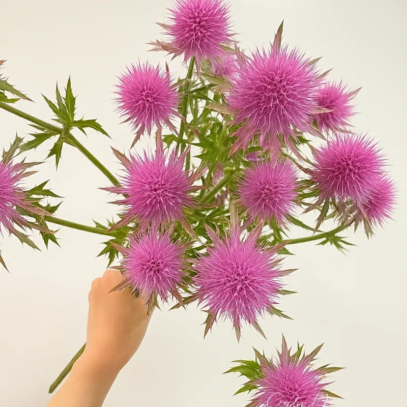 Kenya Eryngium Seeds