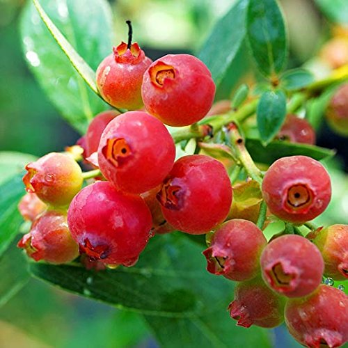 Pink Bliss Blueberry seeds - Double the Sweetness