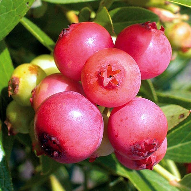 Pink Bliss Blueberry seeds - Double the Sweetness