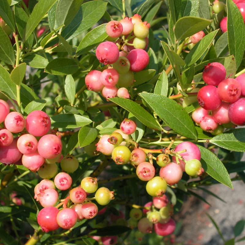 Pink Bliss Blueberry seeds - Double the Sweetness