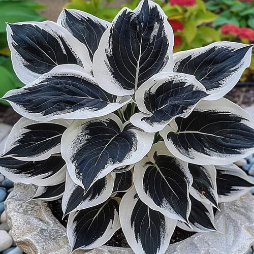 Rare Hosta — Black-White