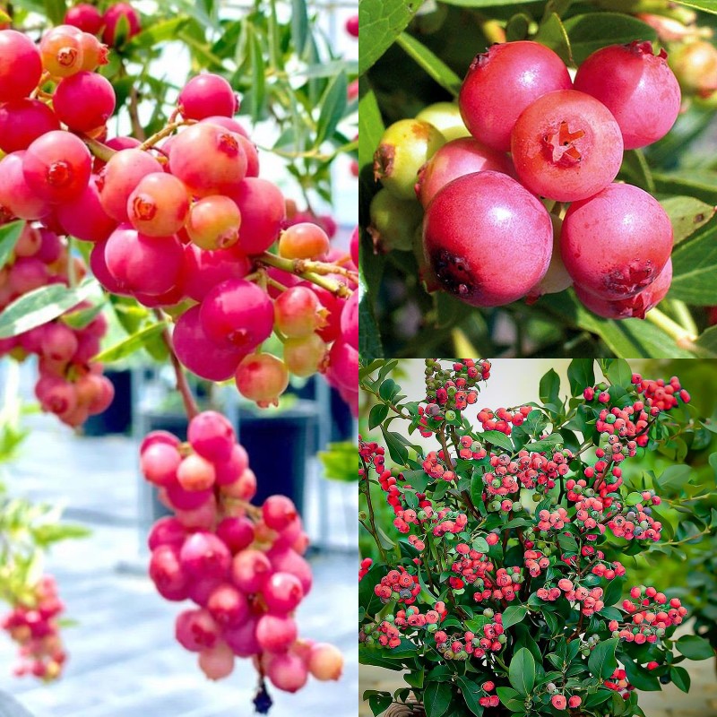 Pink Bliss Blueberry seeds - Double the Sweetness