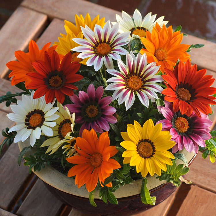 Mixed Gazania Seeds – Treasure Flower Blend