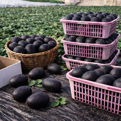 🥝Black Diamond Ruby Kiwi Seeds – Sweet, Nutrient-Rich & Easy to Grow at Home