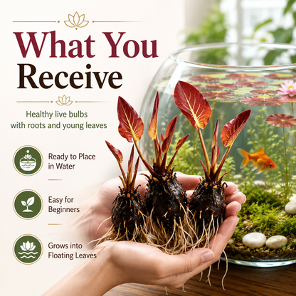 🐟Hydroponic red lotus roots☘️ Turn Your Aquarium into a Living Garden