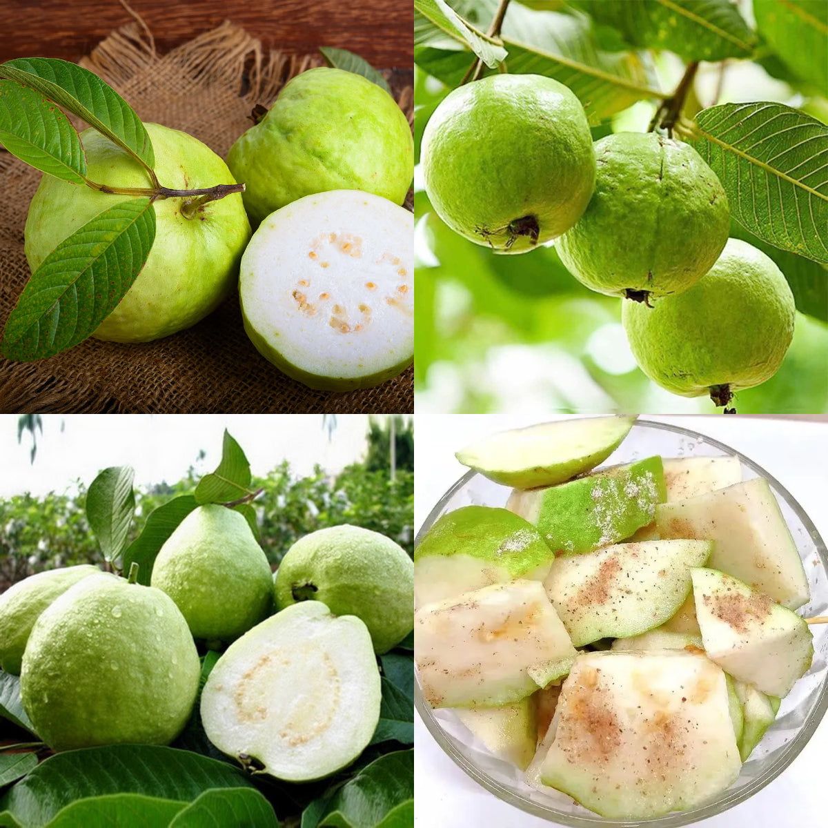 Rouge Guava Seeds--The Beauty Of Winter❄️