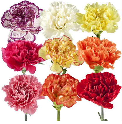 Double Carnation Seeds Mixed Color
