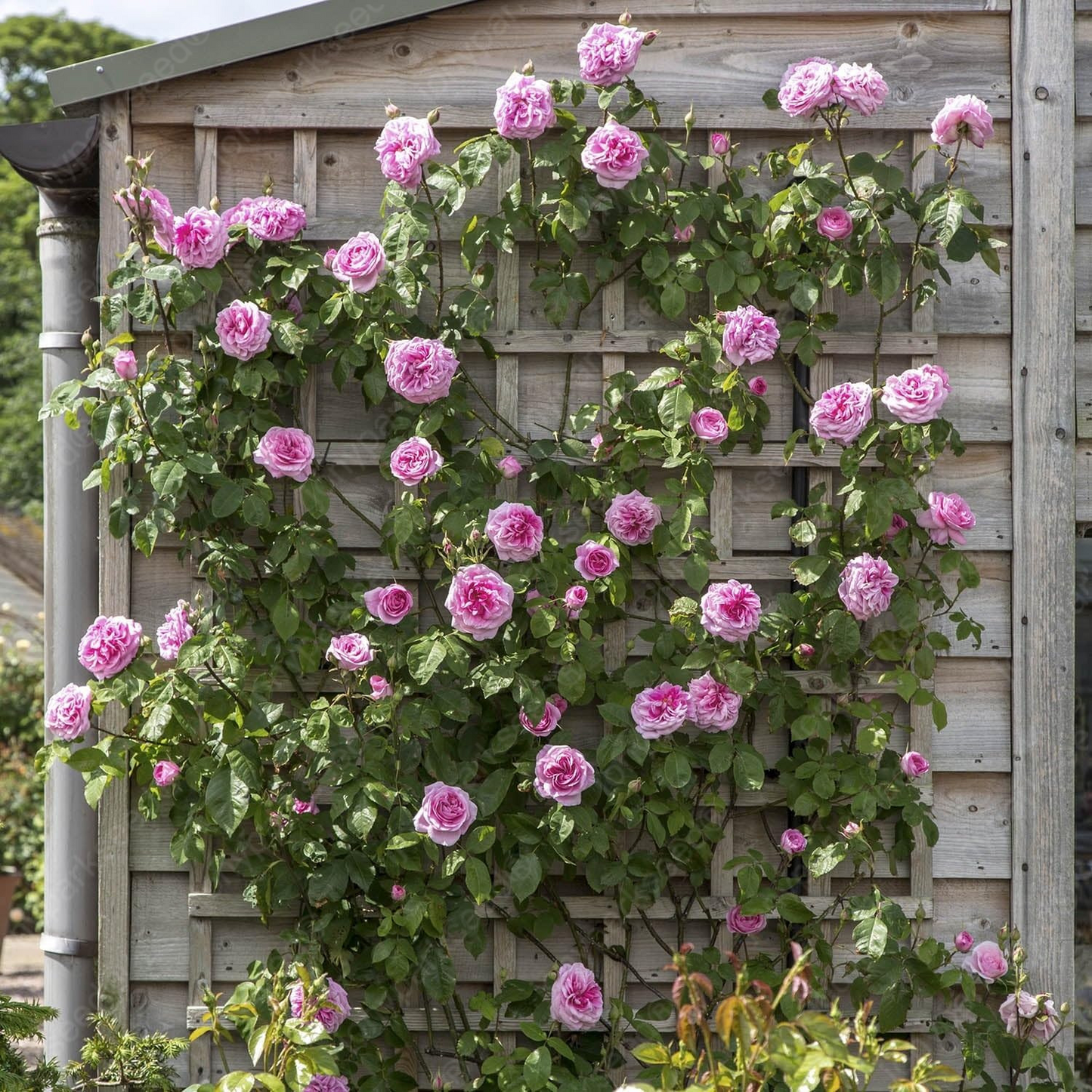 Mix Climbing Rose Seeds for Planting