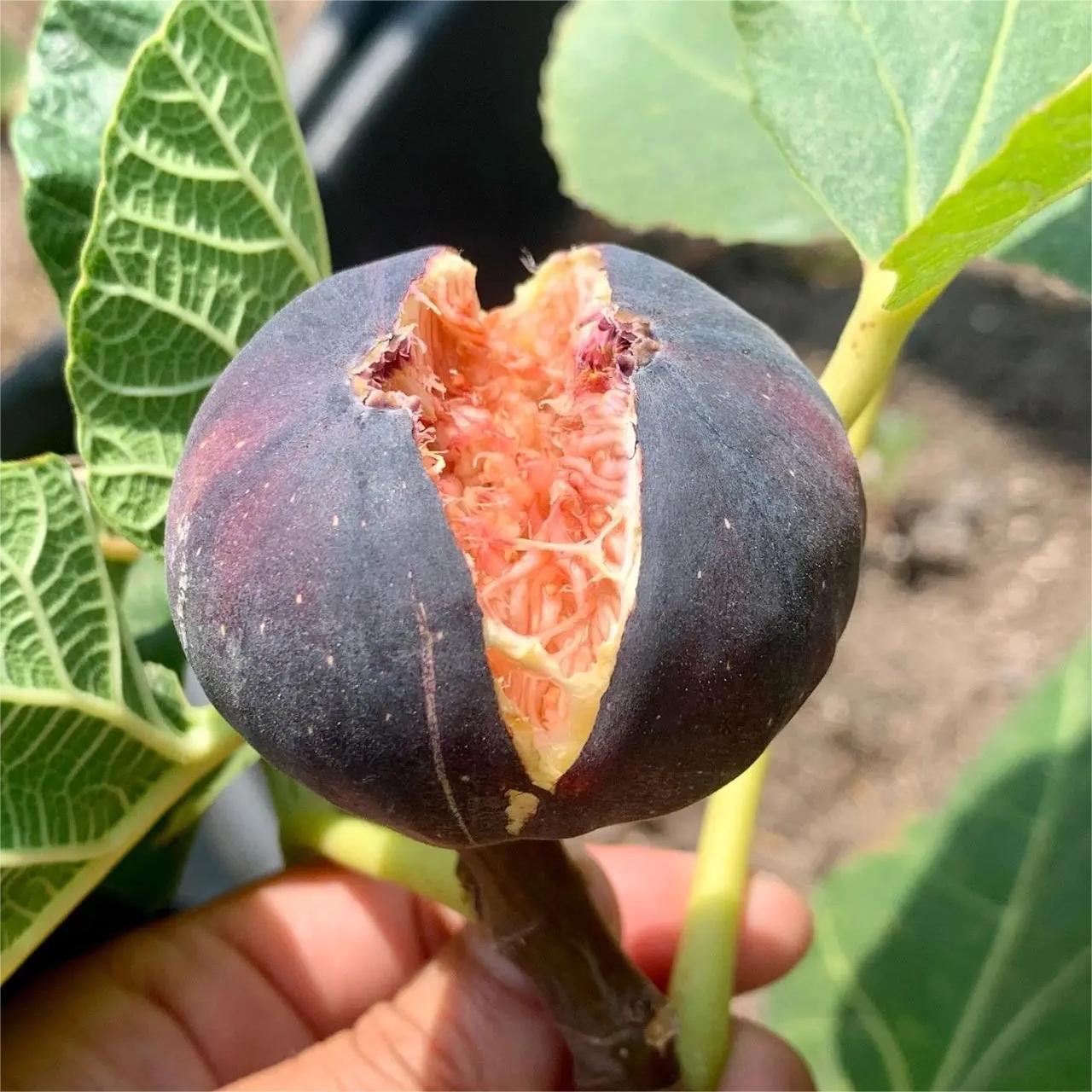 Rainbow Figs Seeds
