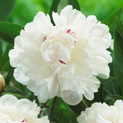 Peony Seeds (Autumn Saw)