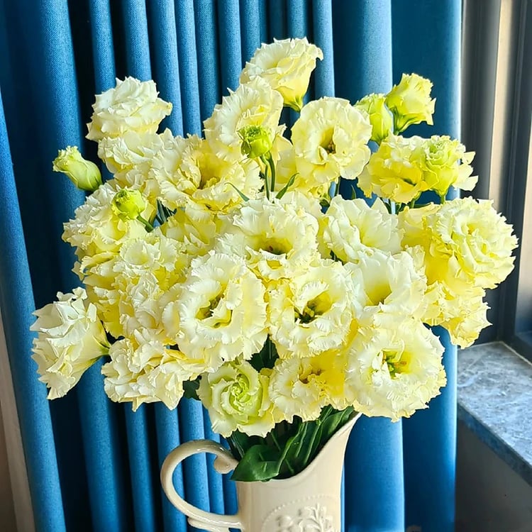 Eustoma Thornless Rose - Lisanthus Seeds