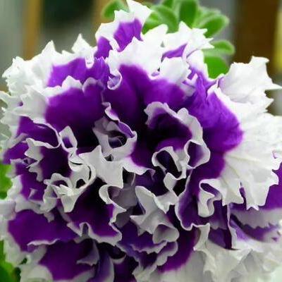 Rare Double Petunia "Galaxy Dreams" Mixed Seeds