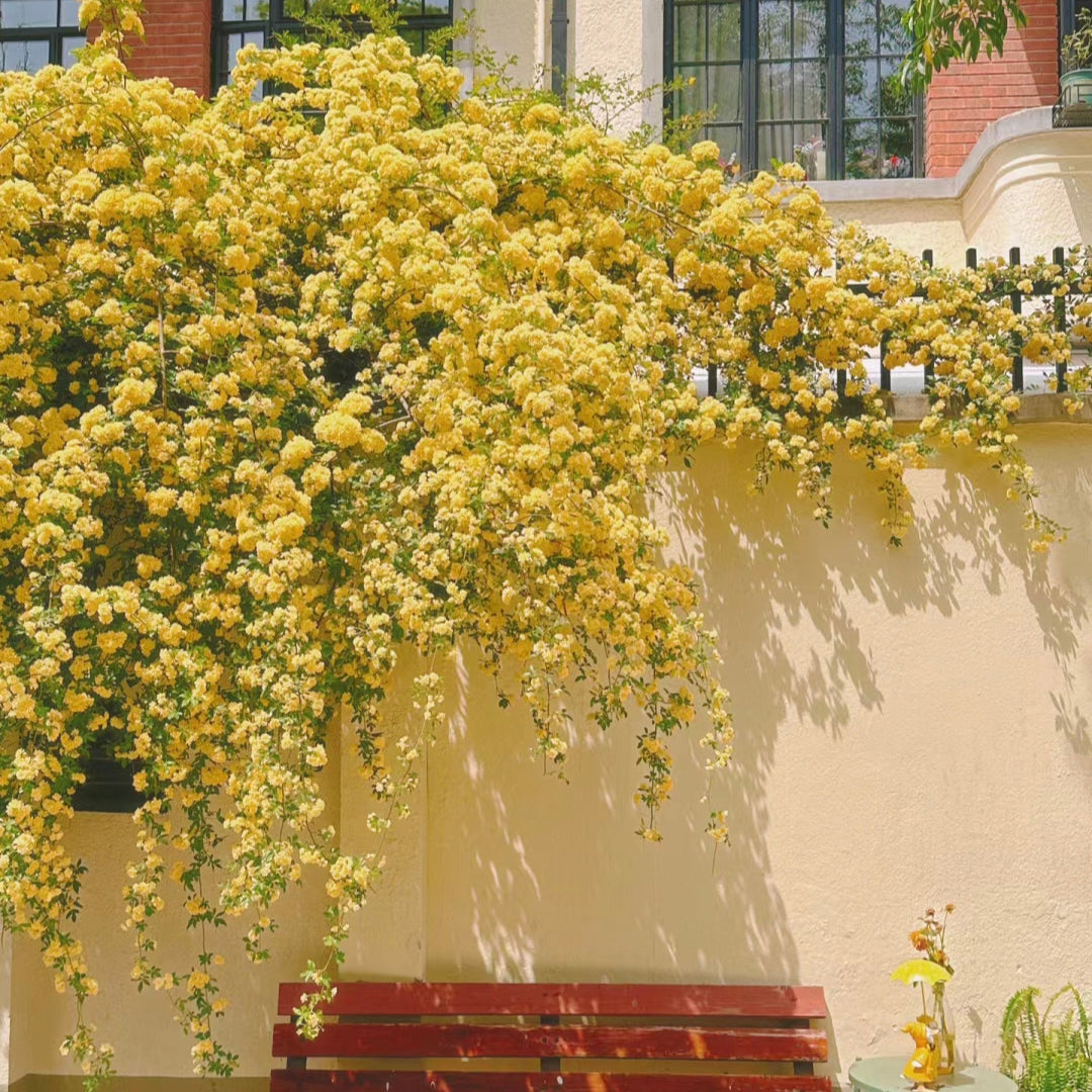 Yellow Banks Rose Seeds