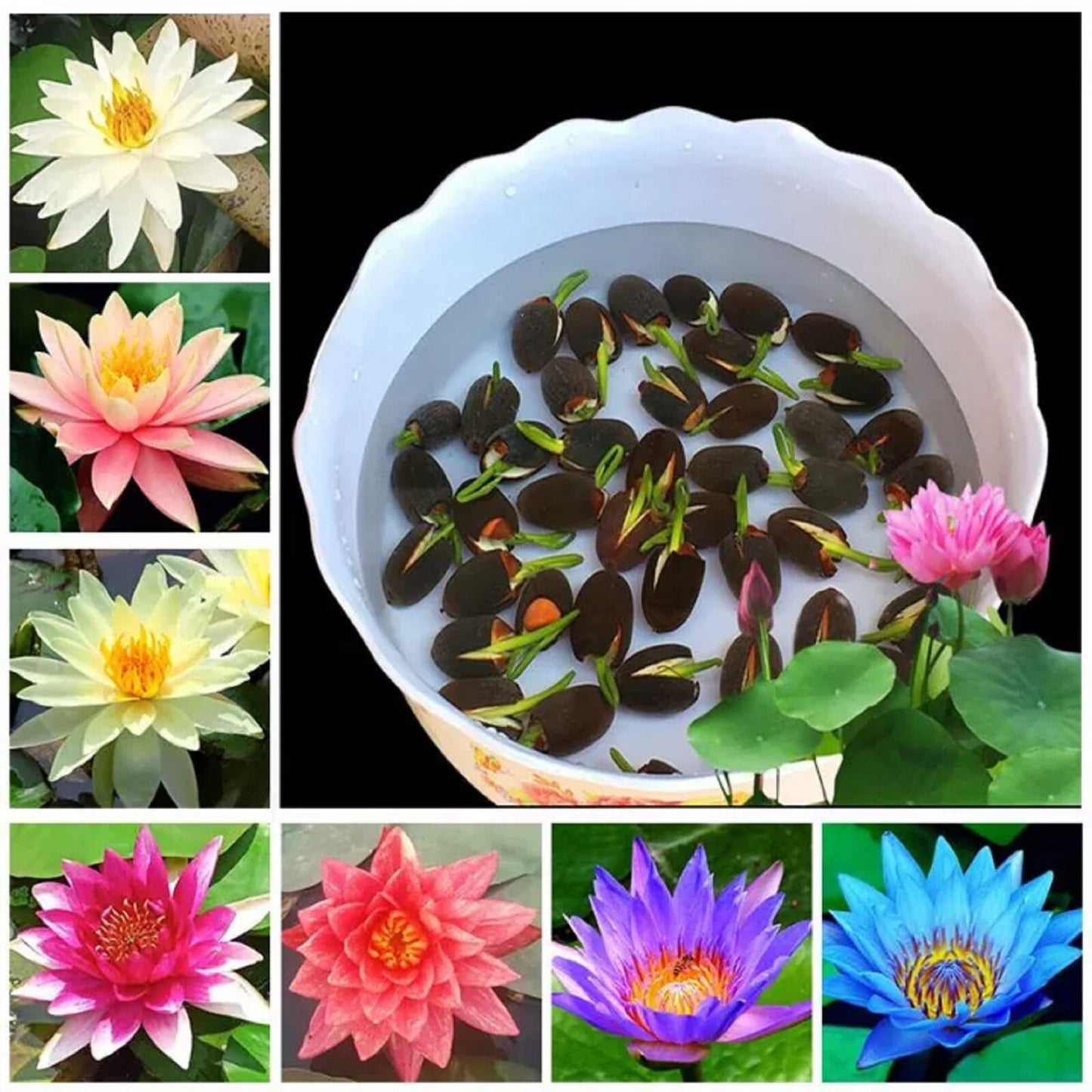 💖💖 The Premium Bonsai Lotus Flower Seeds - Non-GMO Heirloom Water Garden Plant