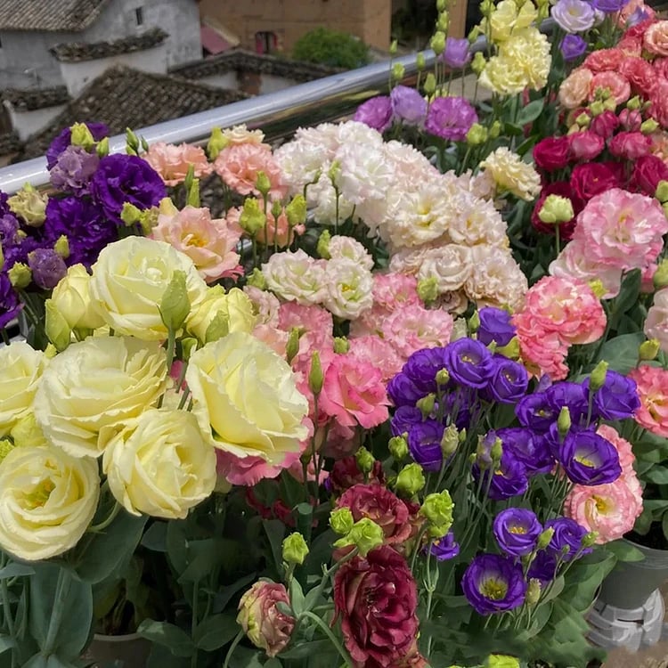 Eustoma Thornless Rose - Lisanthus Seeds