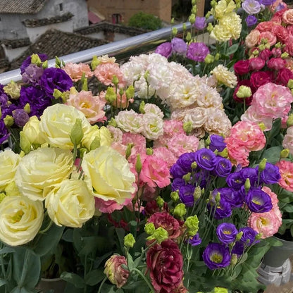 Eustoma Thornless Rose - Lisanthus Seeds