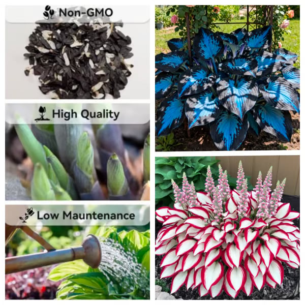 🌿 Midnight Blue Hosta Bulbs – Rare Deep-Toned Foliage for Shady Garden Spaces