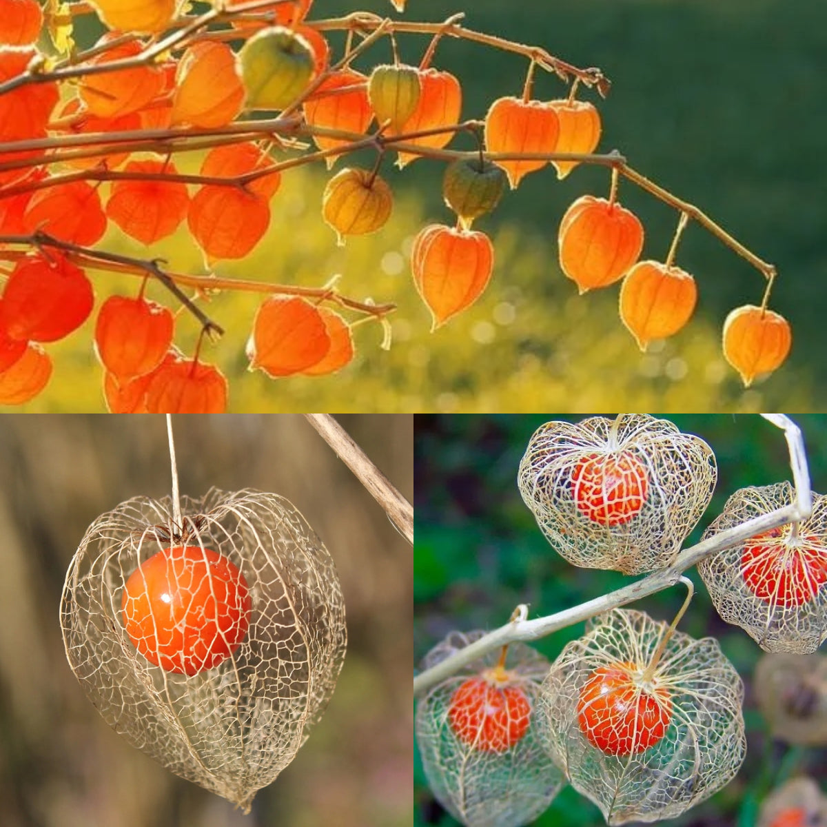 Lantern Cherry Seeds - Winter Ground Cherry