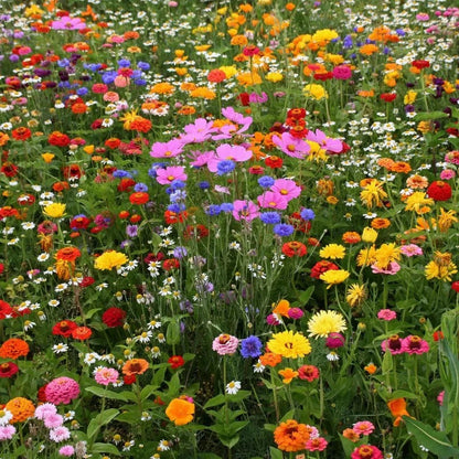 Summer Hardy Wildflower Seeds – Thrive in Heat, Bloom All Year Long,Flower Sea☀️