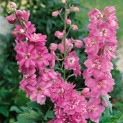 🌼✨Big Flower Delphinium Seeds