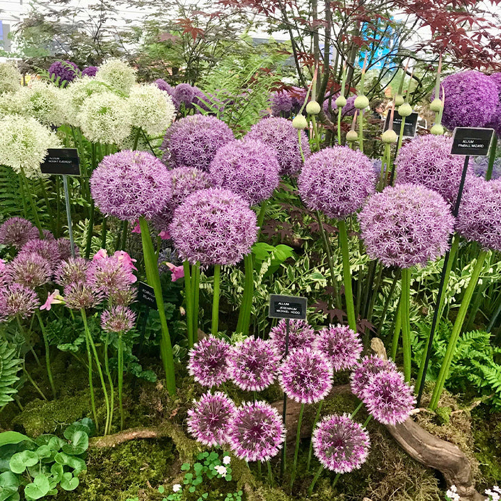 Giant Allium ornamental onion flowers blooming in a garden