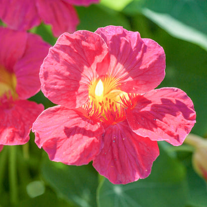 Nasturtium Seeds– Decor Flower for Salads & Garden Color🌼