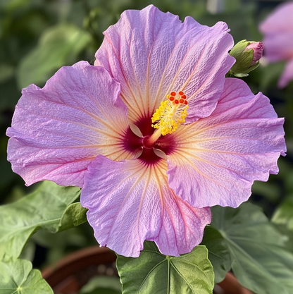 Rare Multicolor Hibiscus Seeds - No two blooms are the same