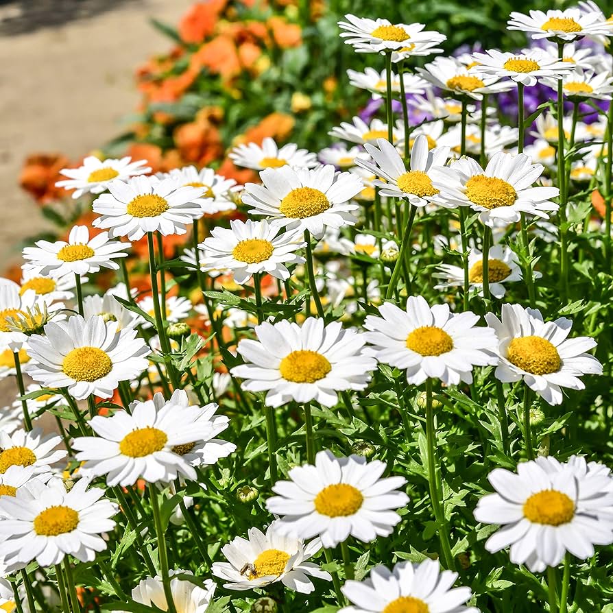 Groundcover-Daisy Seeds