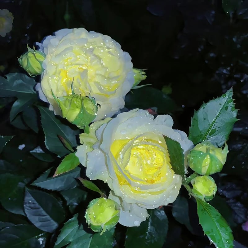 Eustoma Thornless Rose - Lisanthus Seeds