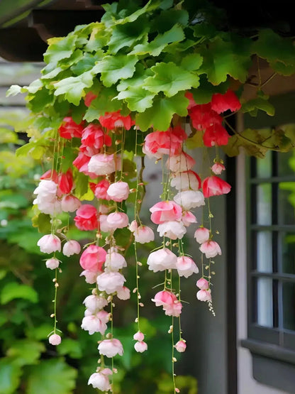 Weeping Begonia Seeds - Malus Halliana