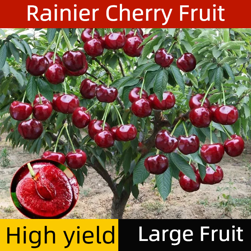 Rainier Cherry Fruit Seeds-Big Fruits, High Yield, Pure Sweetness