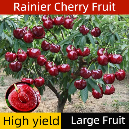 Rainier Cherry Fruit Seeds-Big Fruits, High Yield, Pure Sweetness