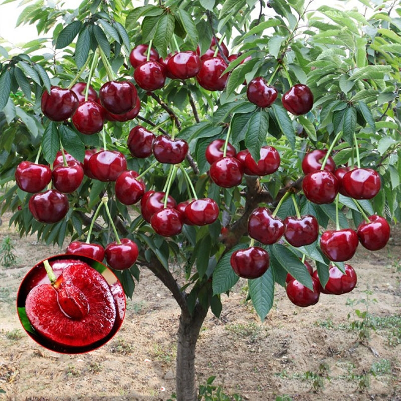 Rainier Cherry Fruit Seeds-Big Fruits, High Yield, Pure Sweetness