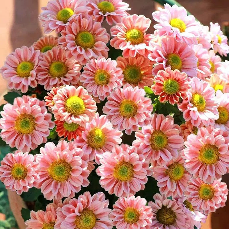 Bellis Perennis 'Mini Daisy' Seeds