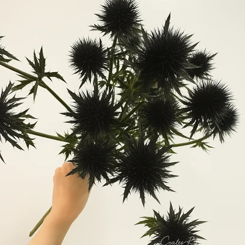 Kenya Eryngium Seeds